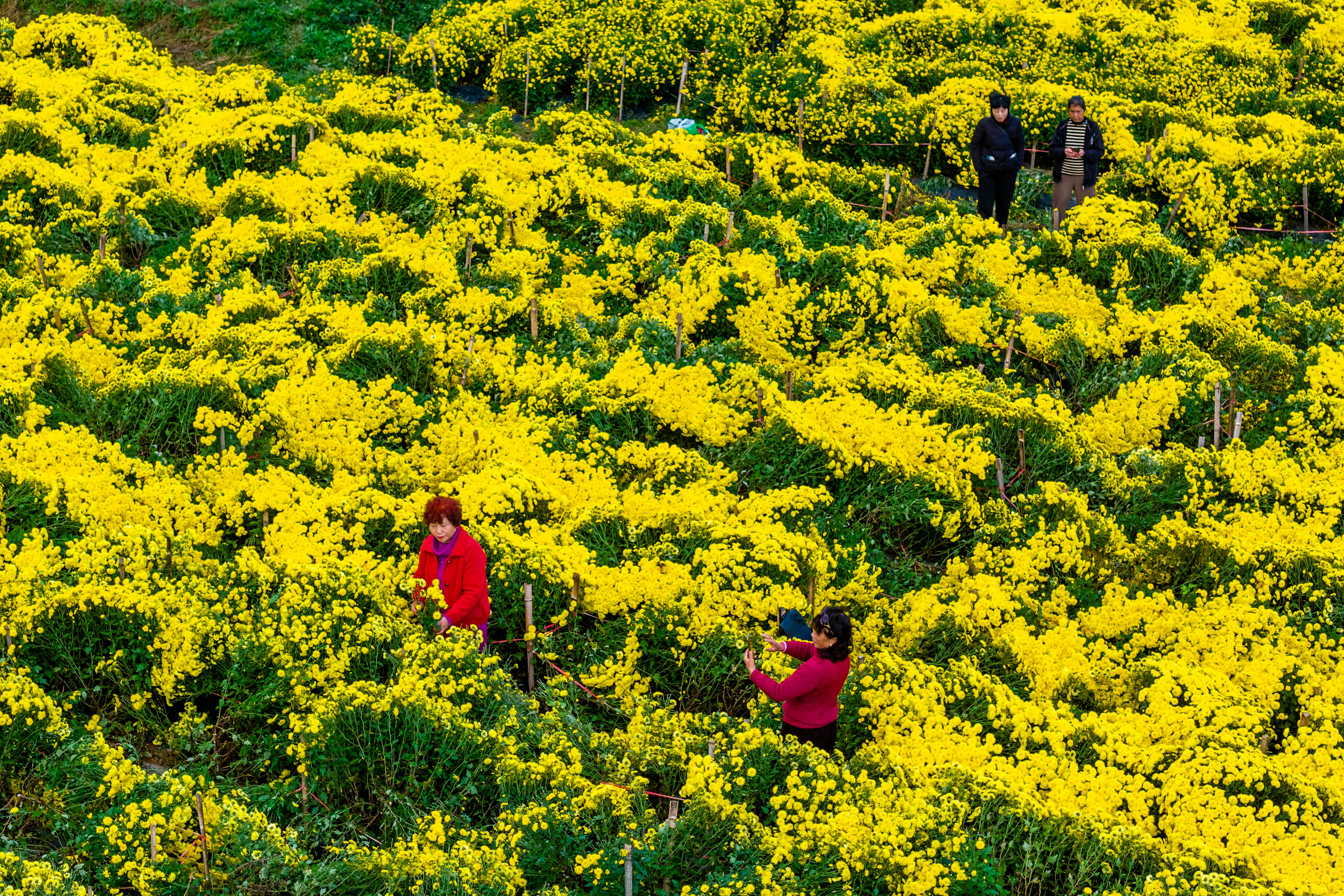 不能喝金丝皇菊的人群列述