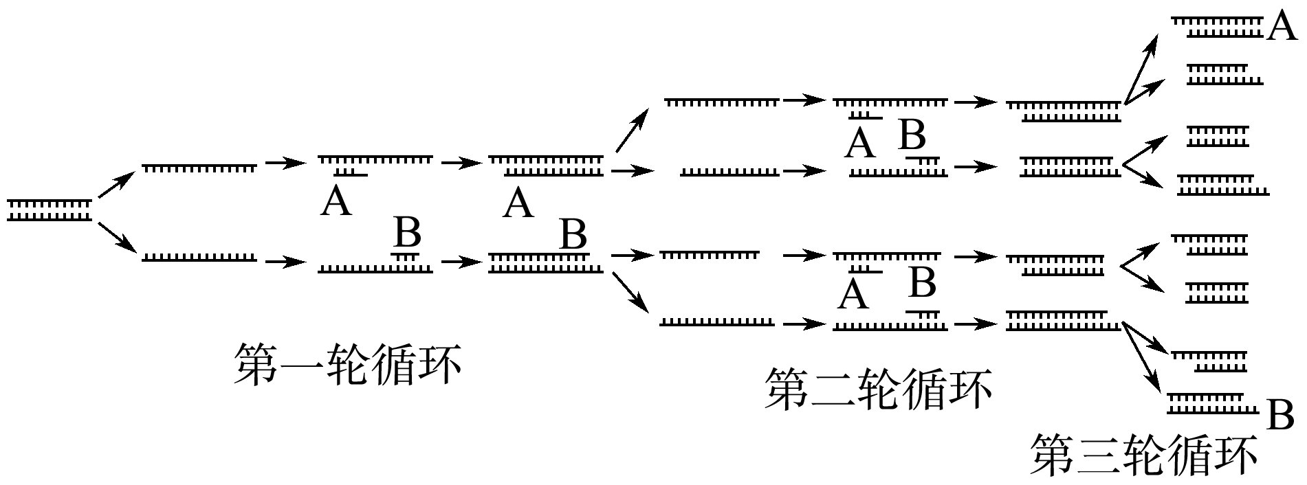 pcr技术的原理高中生物