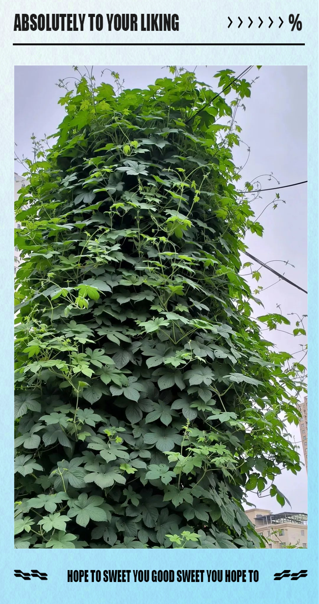 拉拉秧的功效与作用是什么