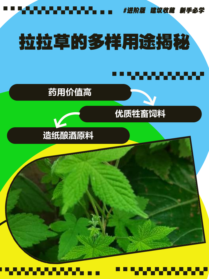 拉拉秧的功效与作用是什么