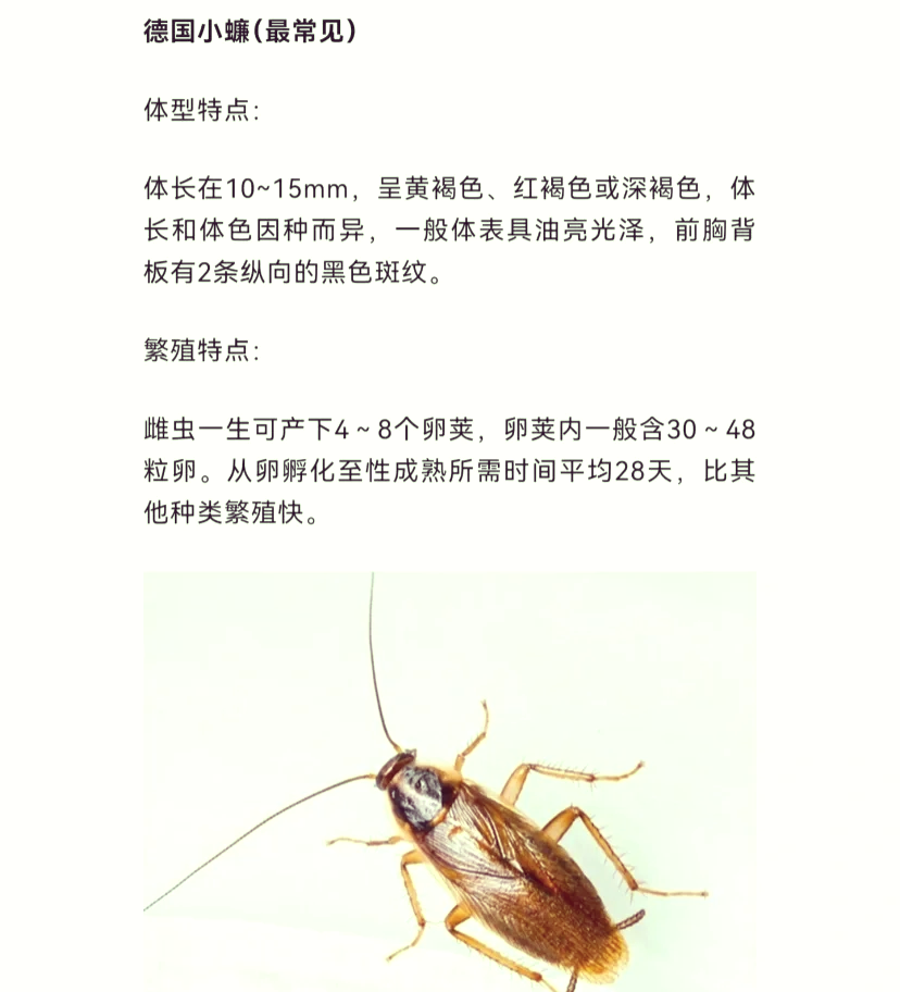 蟑螂的危害蟑螂的危害有哪些