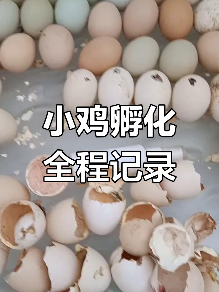 梦见小鸡出壳是什么预兆