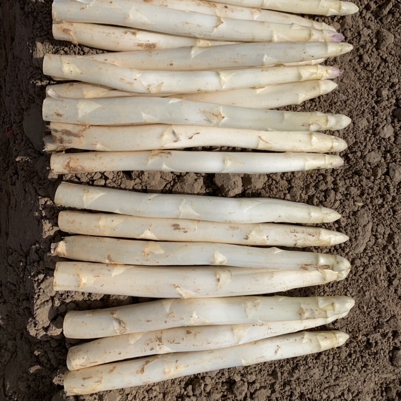 青芦笋和白芦笋的不同之处