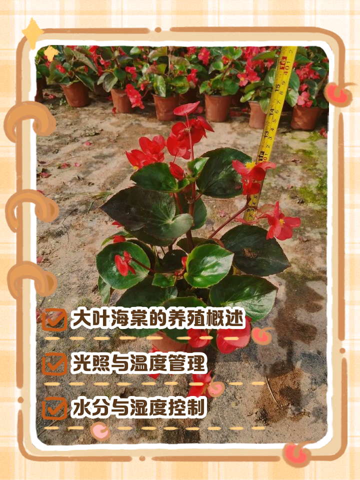 家里为什么不能种海棠树