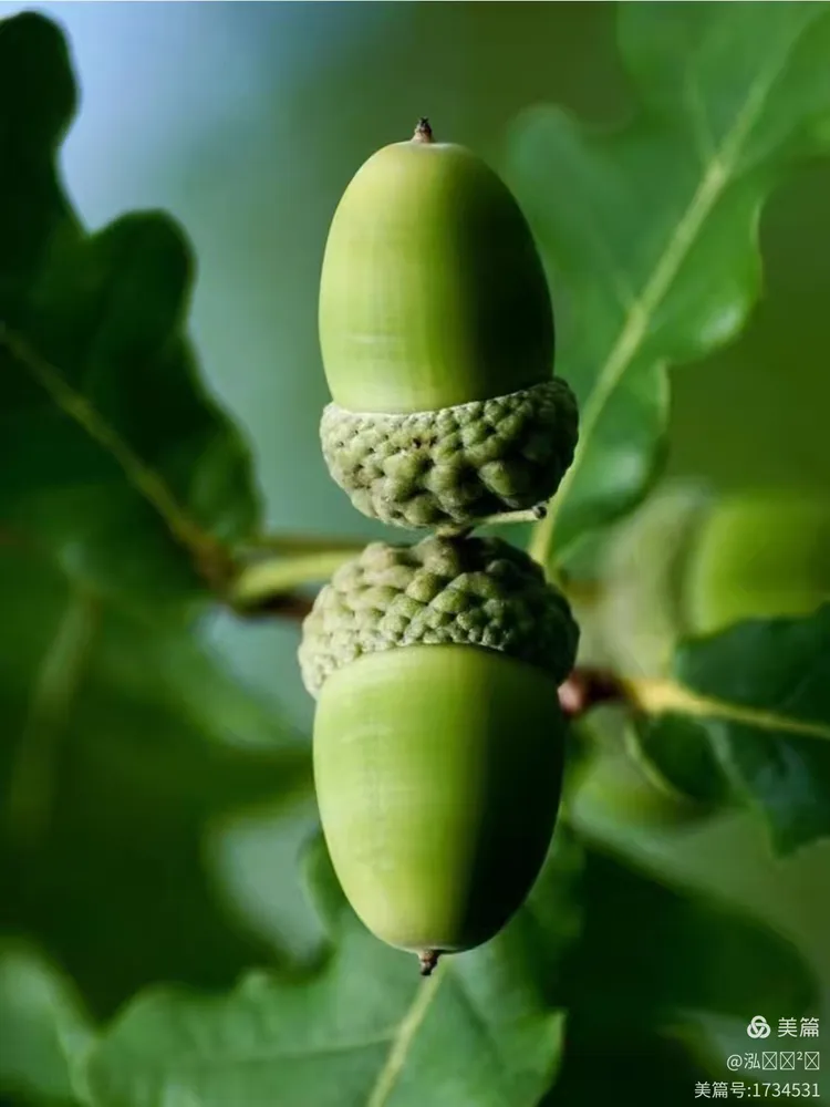 柞树的读音柞树念啥呢