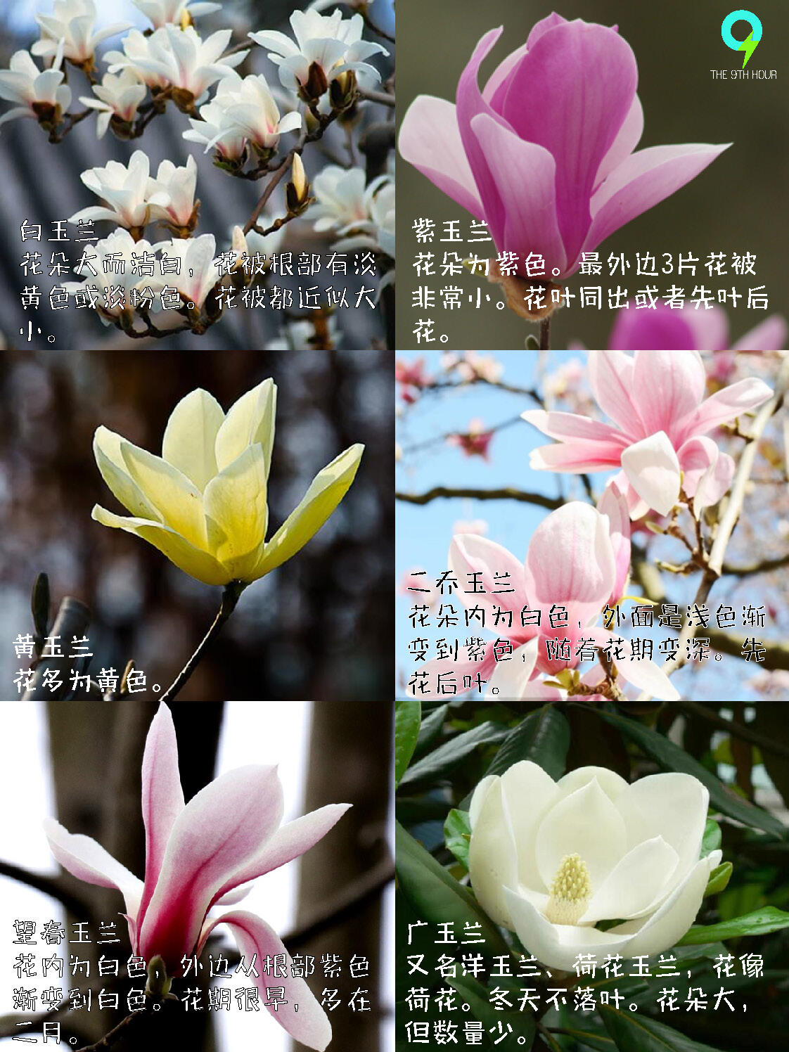 辛夷花与玉兰花有哪些不同