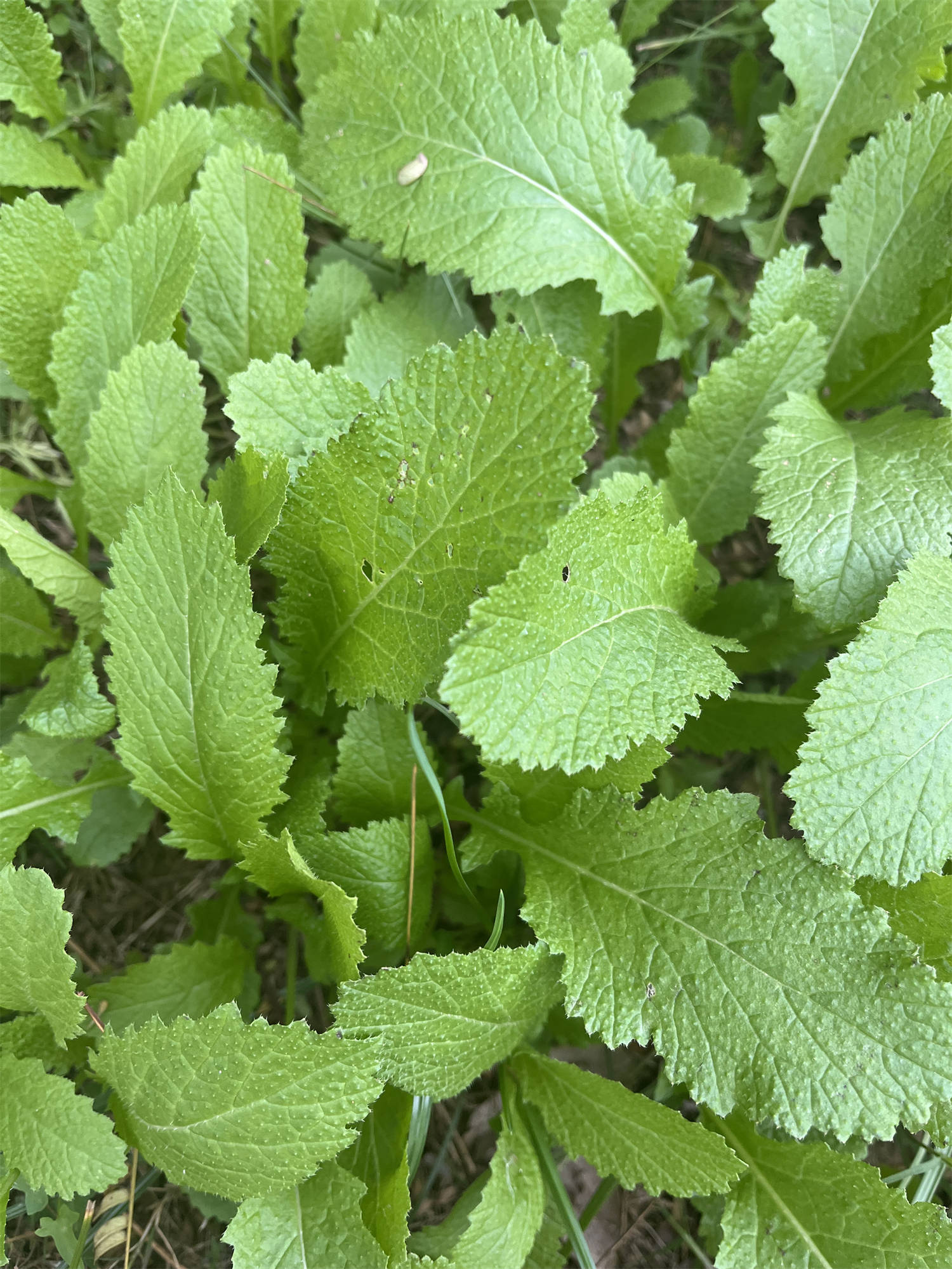 芥菜是什么一起看看吧