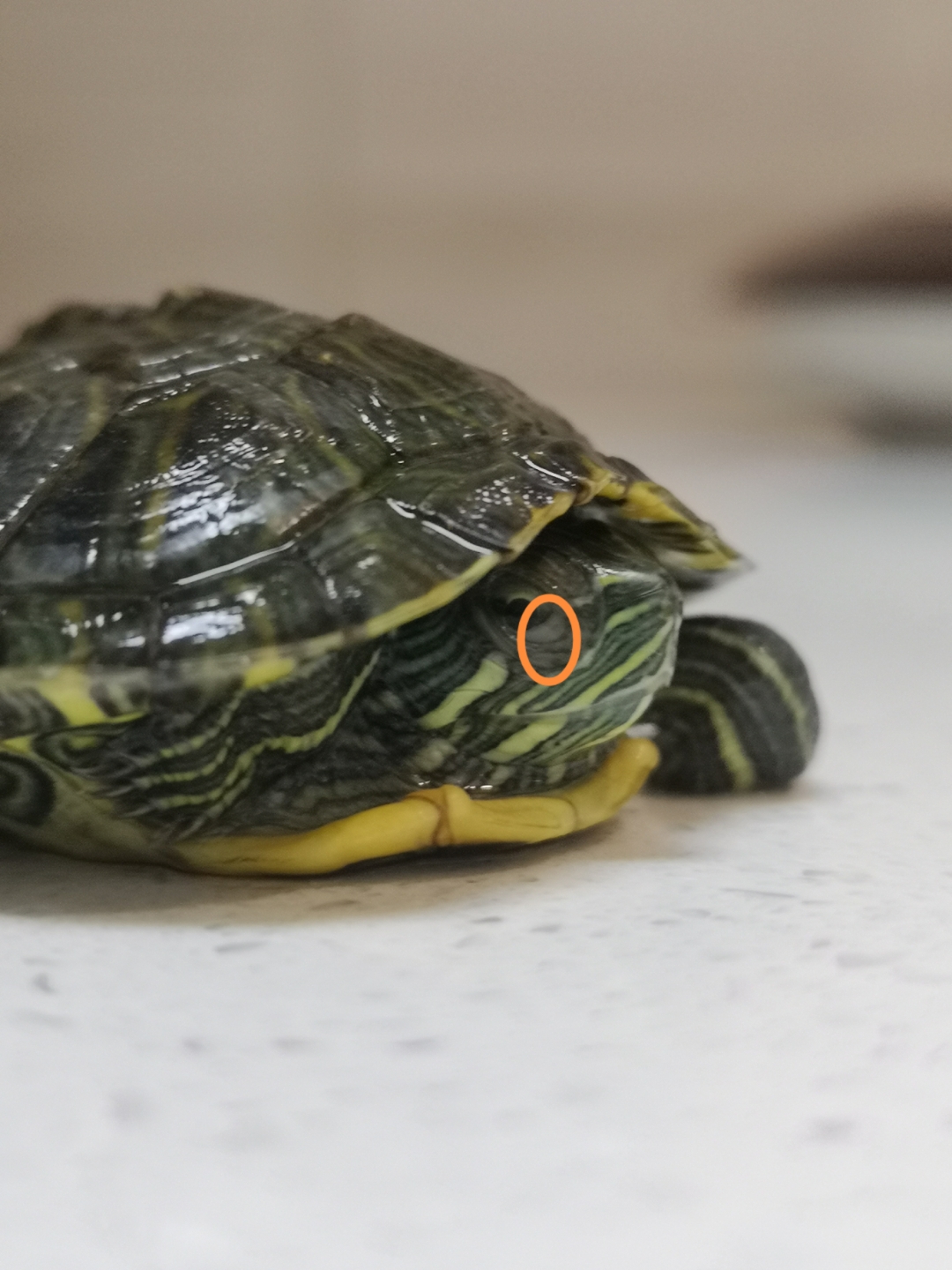 乌龟眼睛鼓包发白睁不开