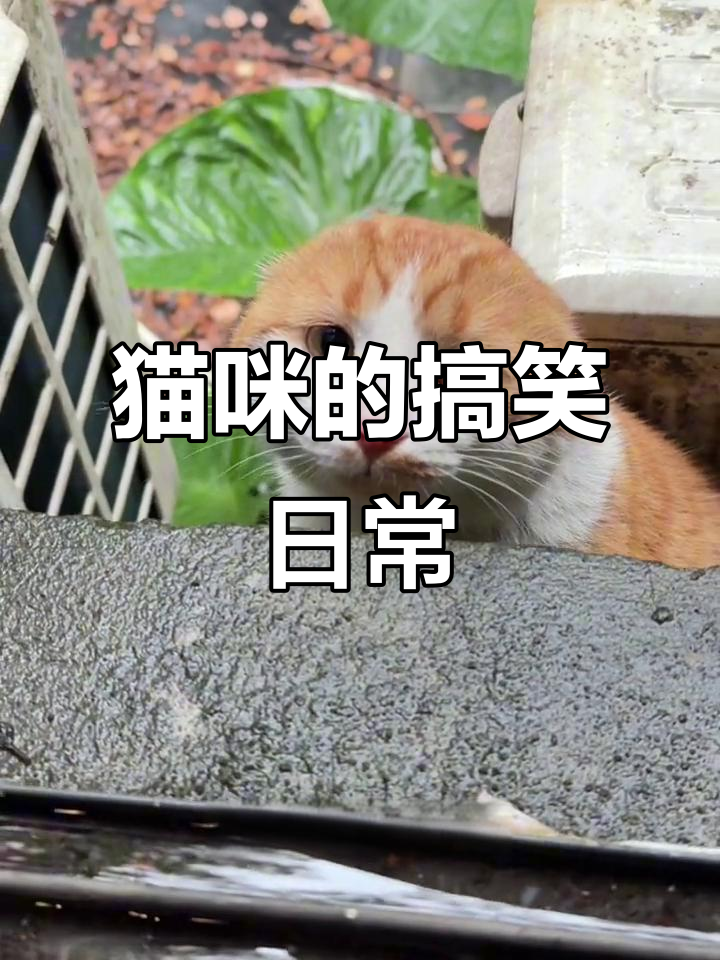 迷惑行为大赏是啥意思