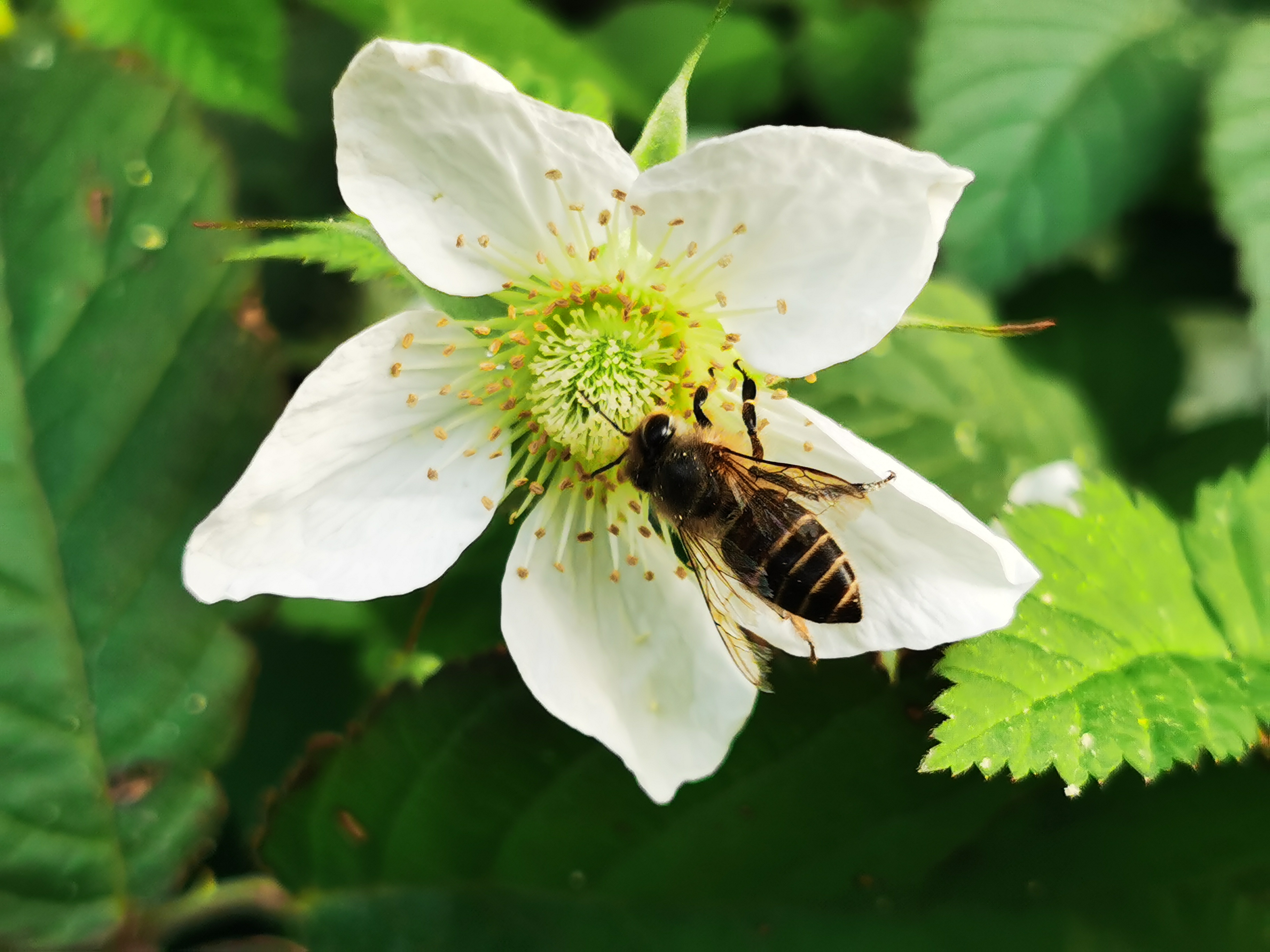 采得百花成蜜后为谁辛苦为谁甜赏析