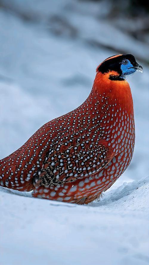 国家一级保护动物分别有哪些?