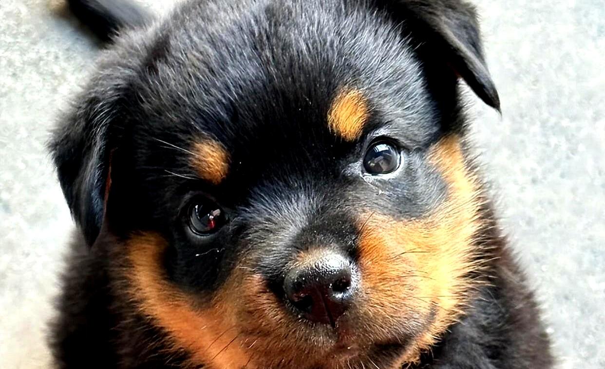 家里养什么狗最好运气好