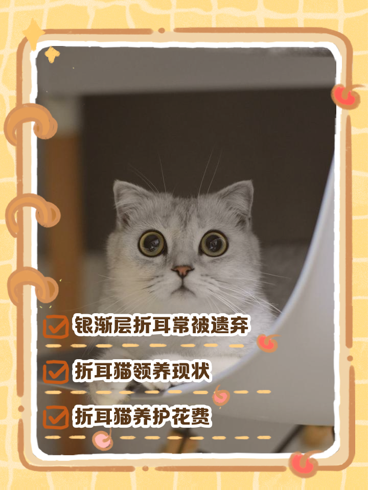 折耳猫最便宜多少钱一只