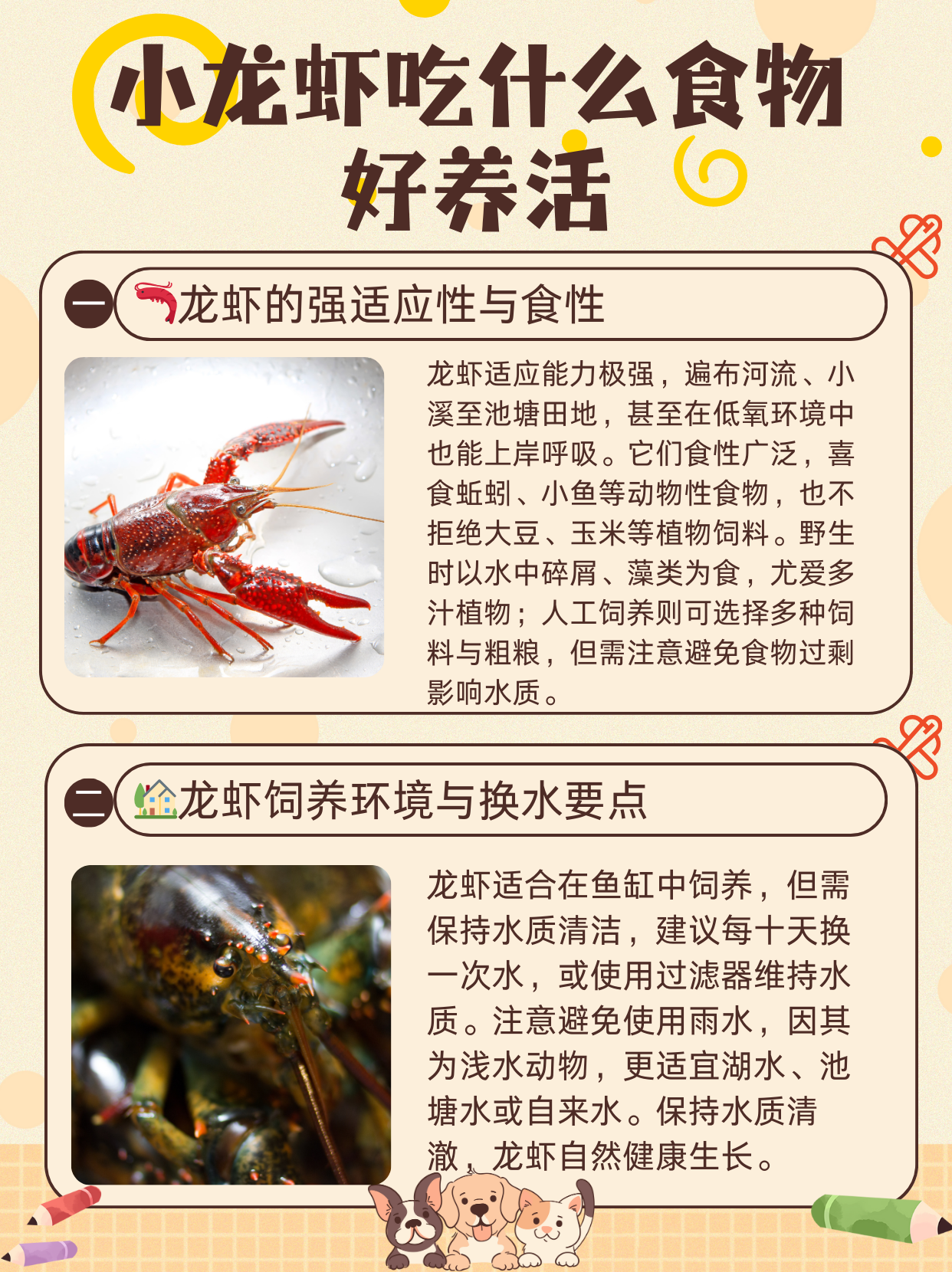 龙虾如何养殖比较好正确的龙虾养殖方法是