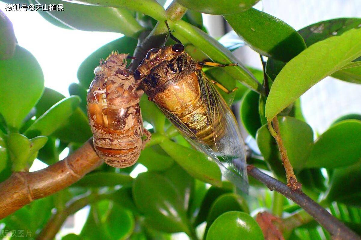 蝉如何养殖蝉的养殖方法