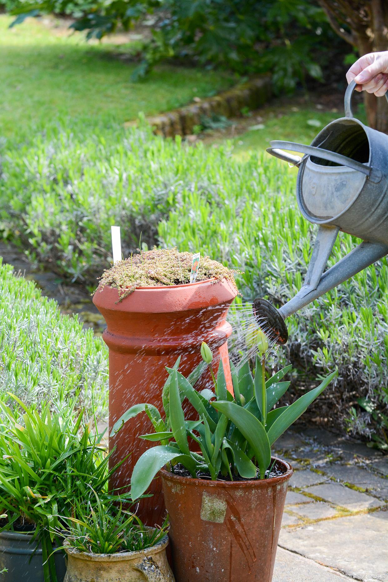 兰花多长时间浇一次水比较好
