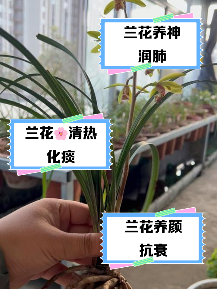 兰花多长时间浇一次水比较好