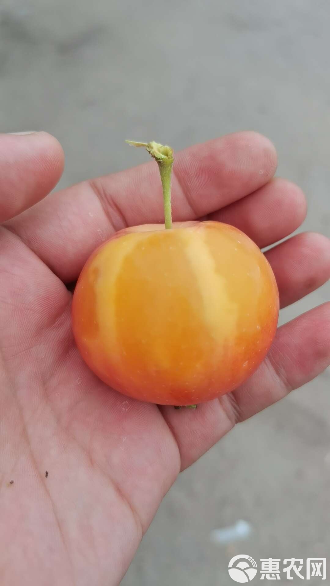 沙果是什么沙果的介绍