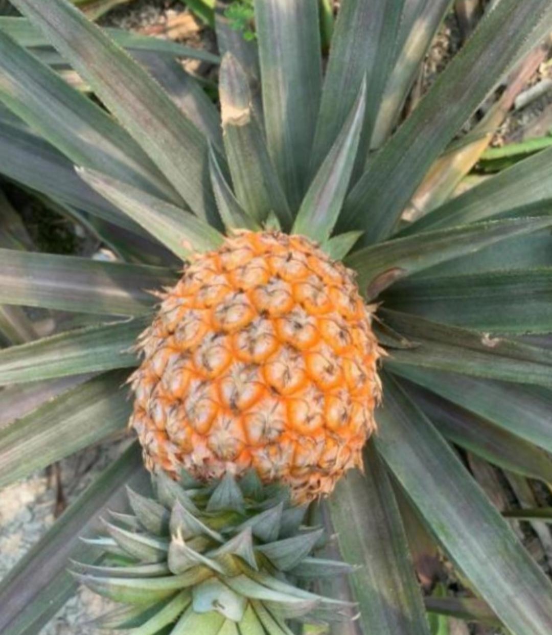 菠萝是长在树上还是地上