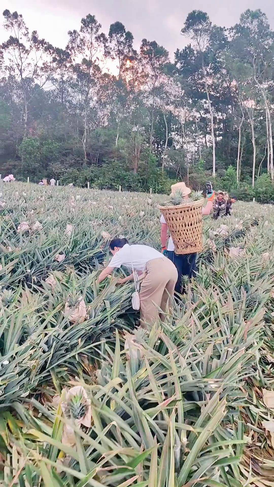 菠萝是长在树上还是地上