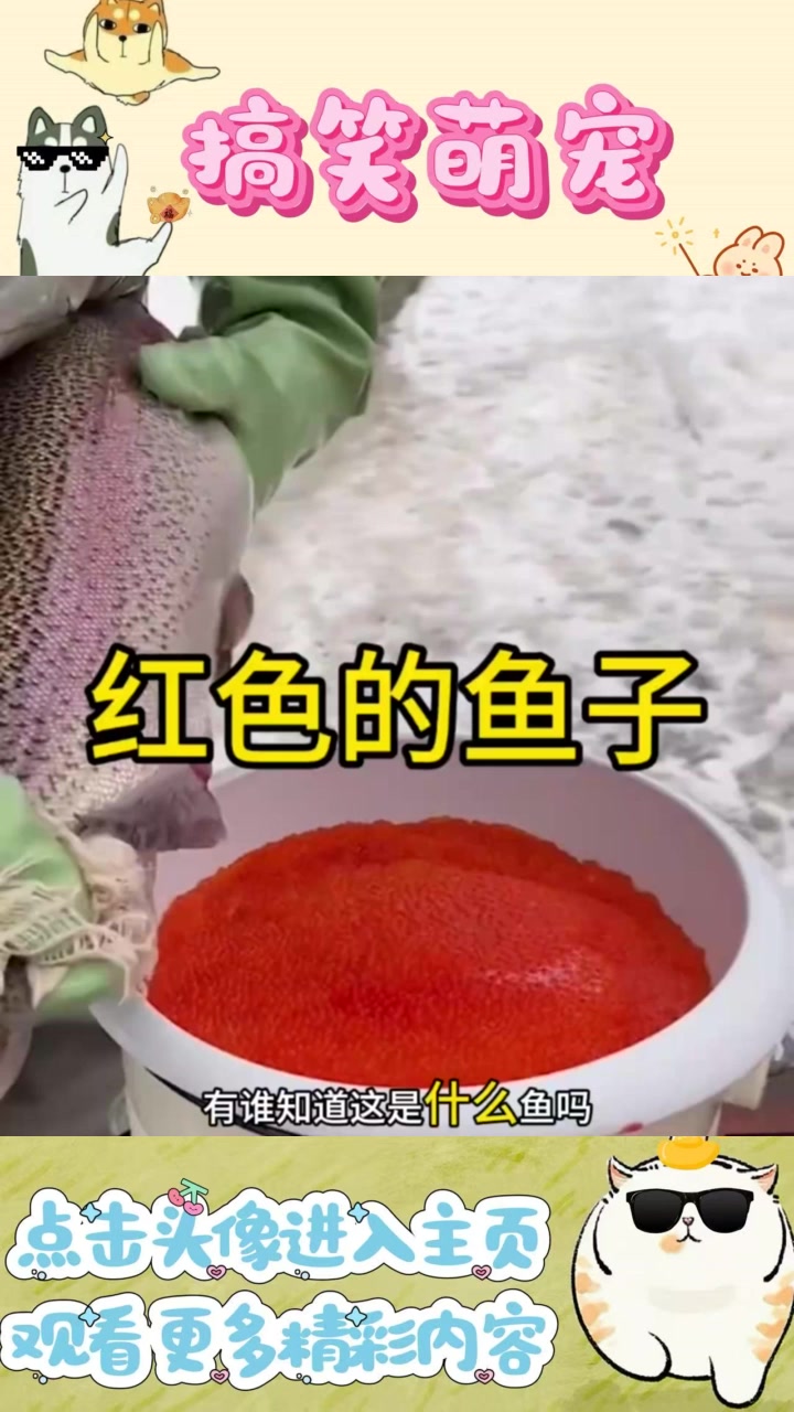 鱼籽是鱼的什么东西介绍