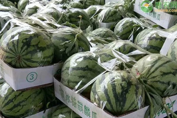 河南省周口市夏邑县邮编