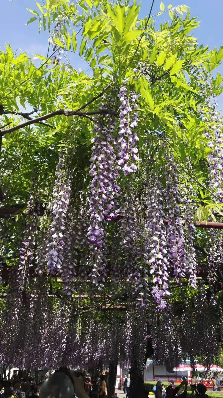紫藤花歌词紫藤花完整版歌词