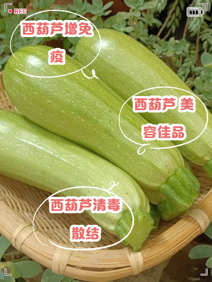 怎么区分笋瓜和西葫芦