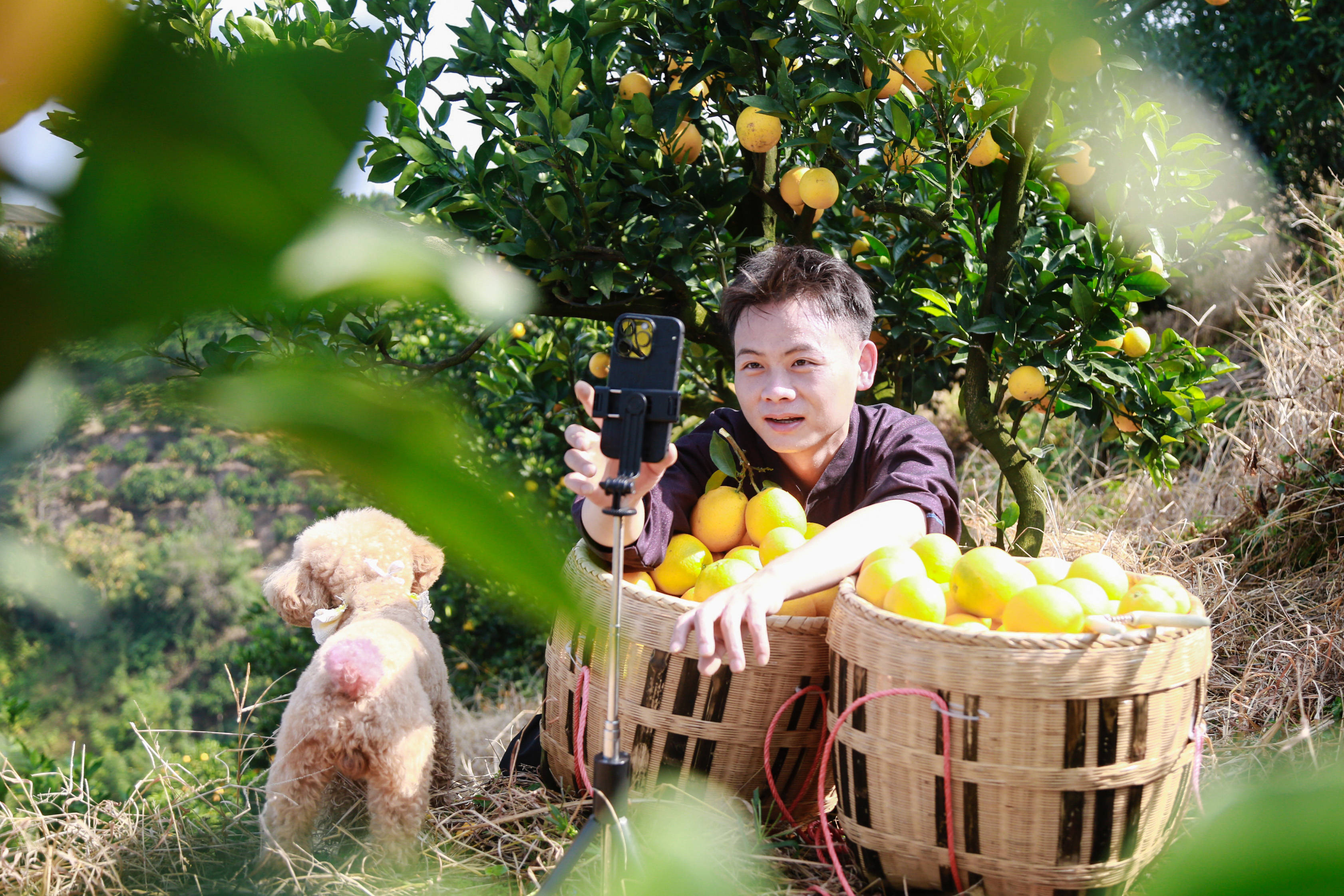 适合在农村创业的项目有什么