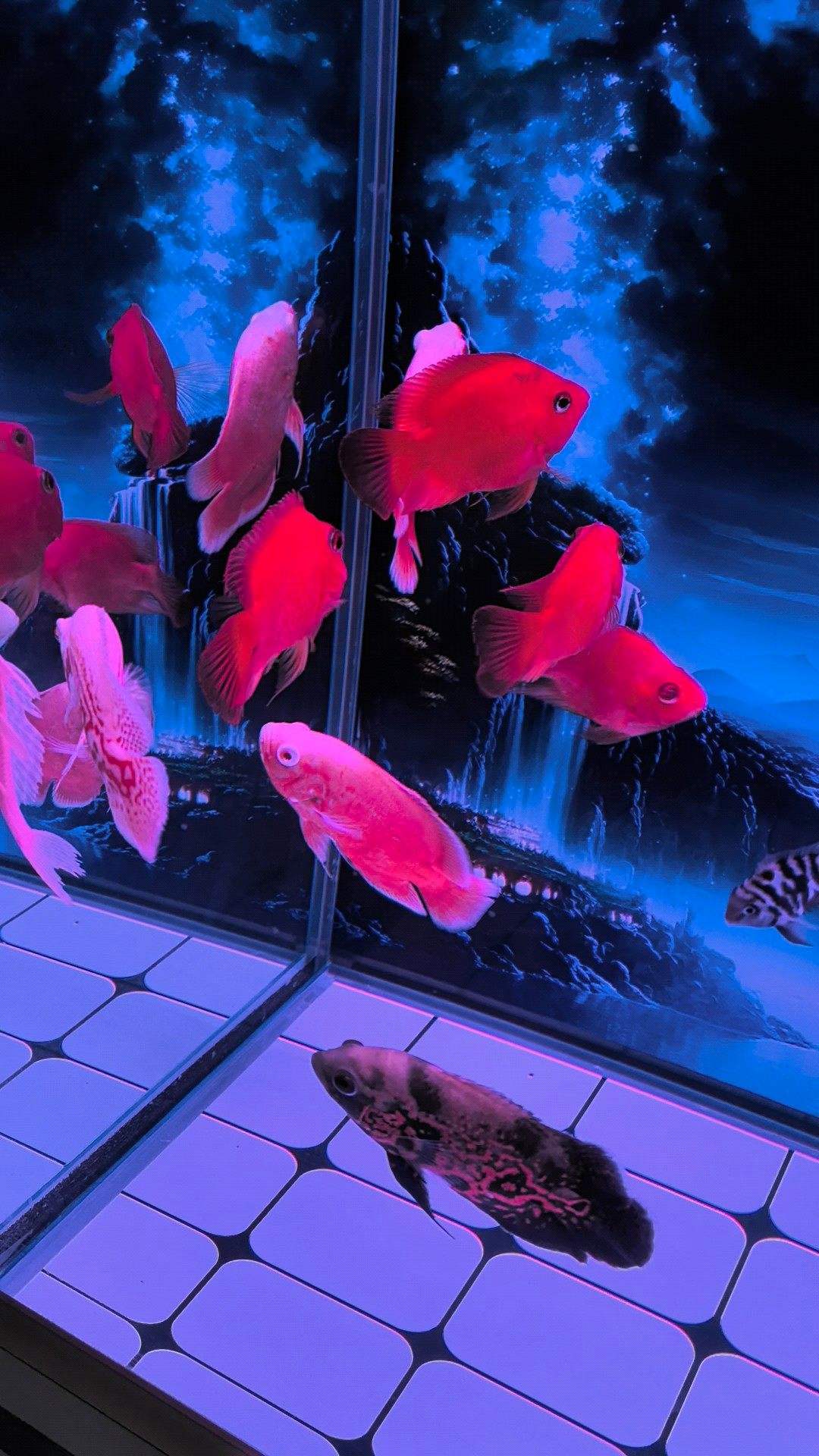 财神鱼和鹦鹉鱼的区别图解