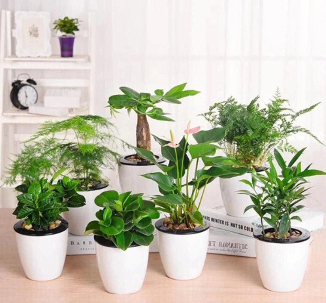 什么植物除甲醛效果最好最快