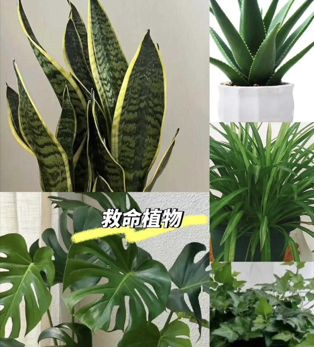 什么植物除甲醛效果最好最快