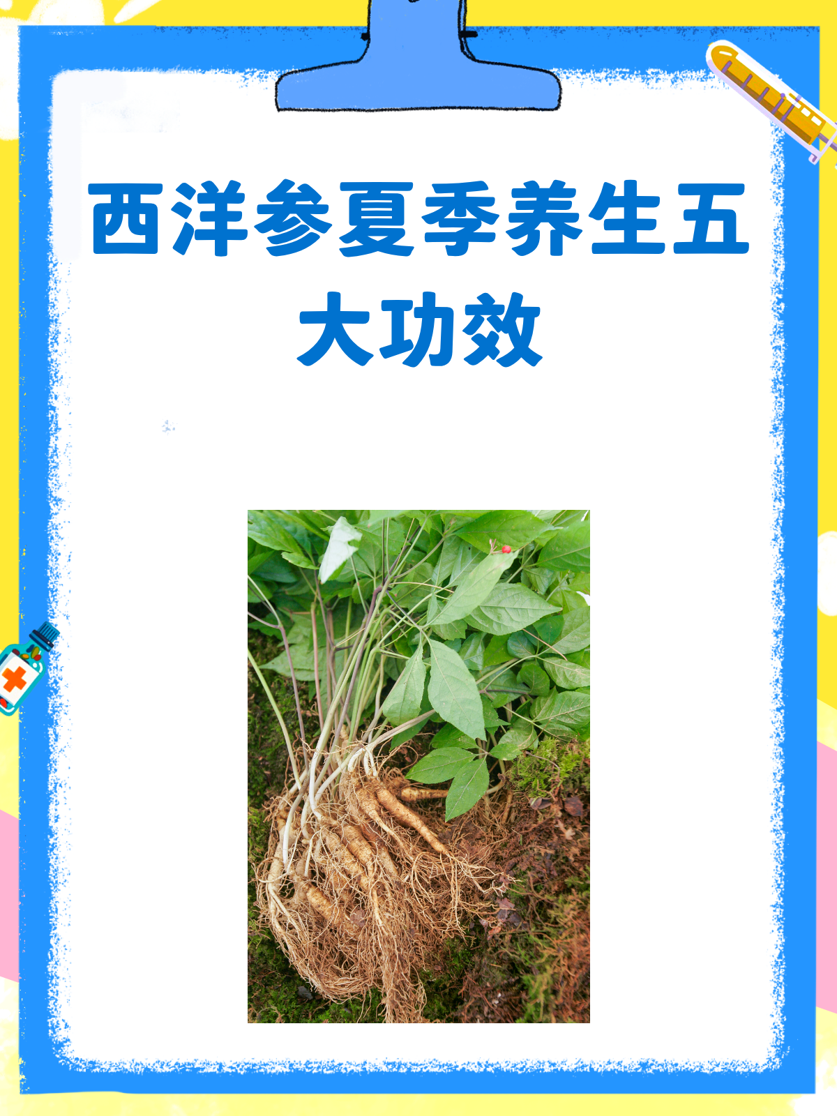 洋参的功效和作用是有哪些