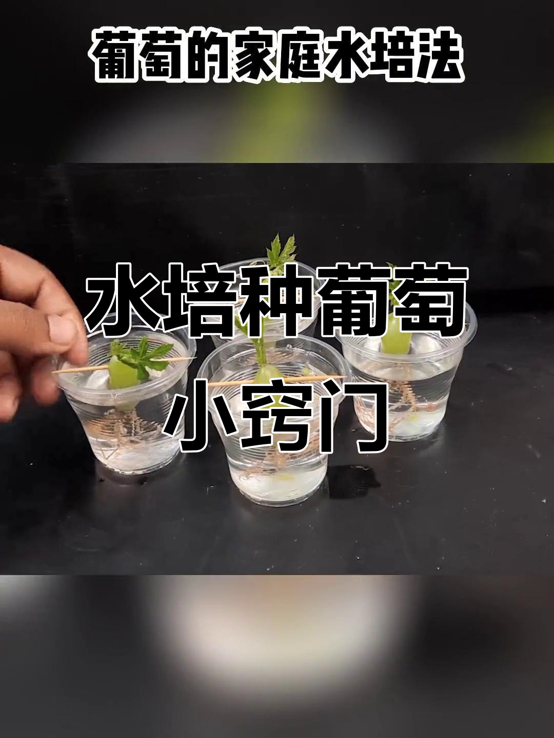 盆栽葡萄种植方法介绍