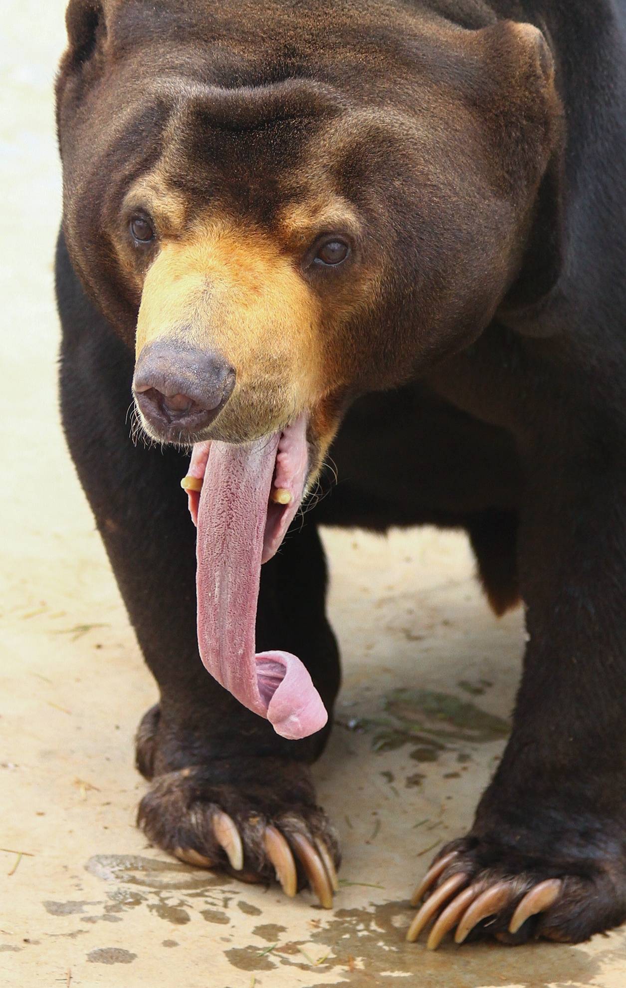 有哪些动物的舌头有特点呢