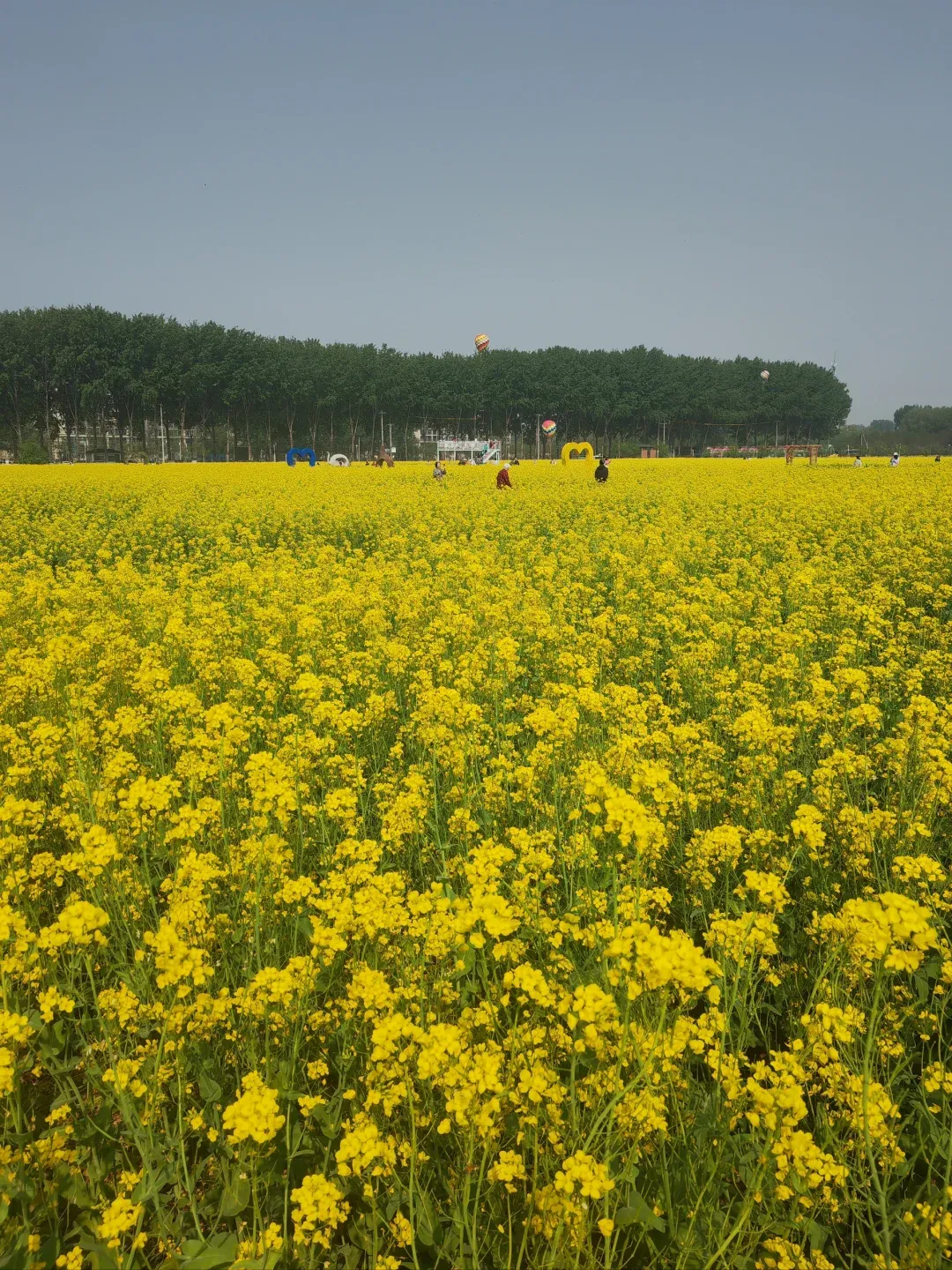 国内有哪些油菜花观赏地