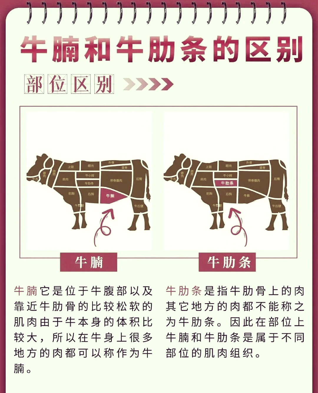 牛腱子肉是牛身上哪个部位
