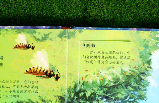 蜘蛛为什么不算昆虫呢?