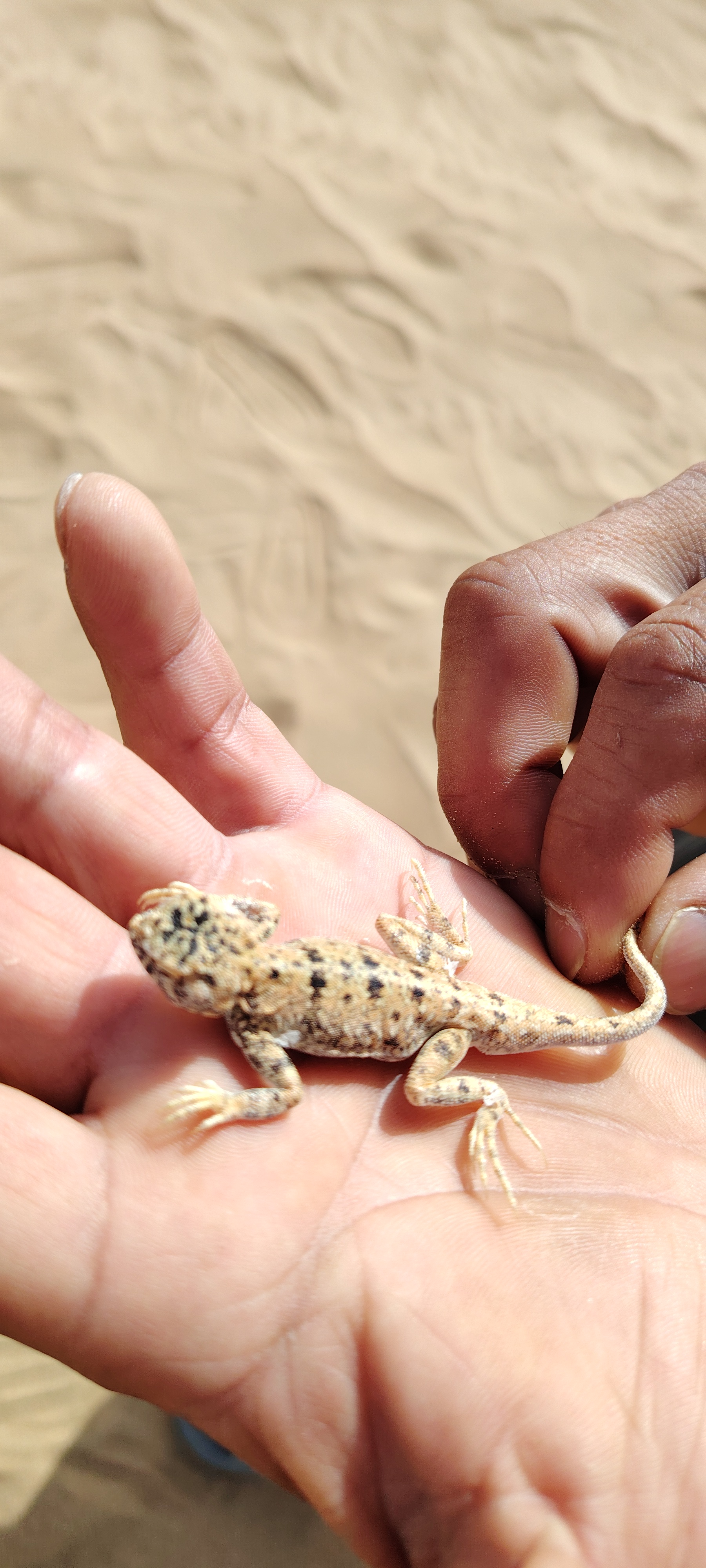 壁虎会咬人吗它有毒吗