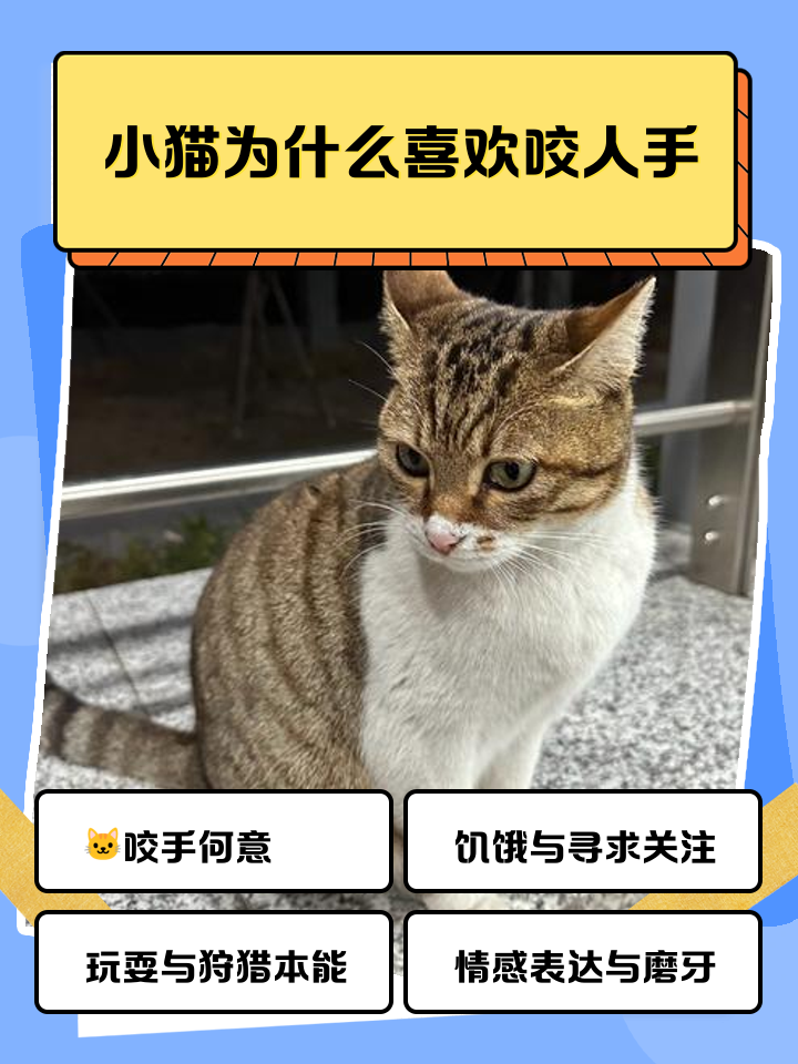 小猫喜欢咬人如何处理小猫喜欢咬人怎么办
