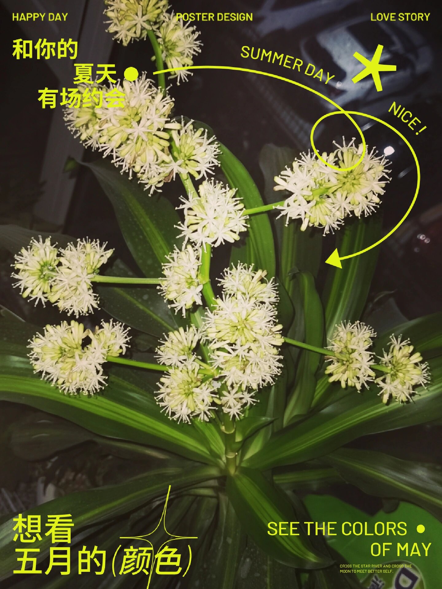 算命说铁树开花的意思