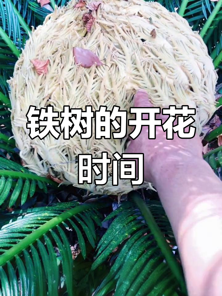 算命说铁树开花的意思