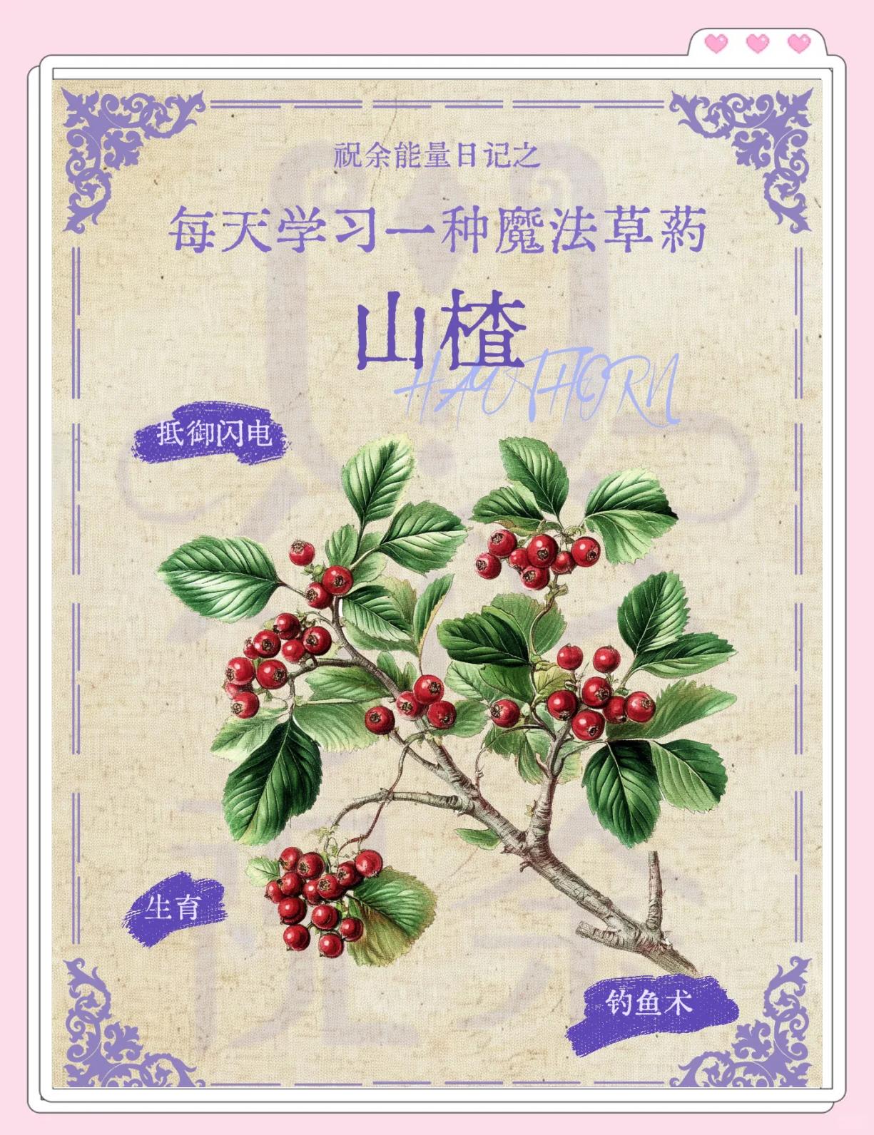 山楂核的功效与作用是什么带核山楂的功效