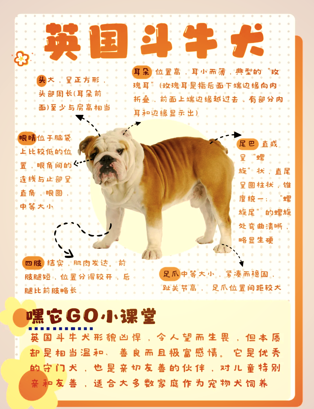 英国斗牛犬和法国斗牛犬有什么区别