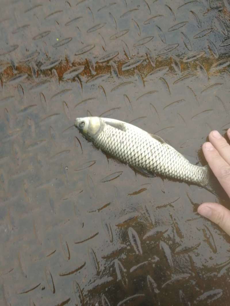 一亩鱼塘放多少草鱼苗合适