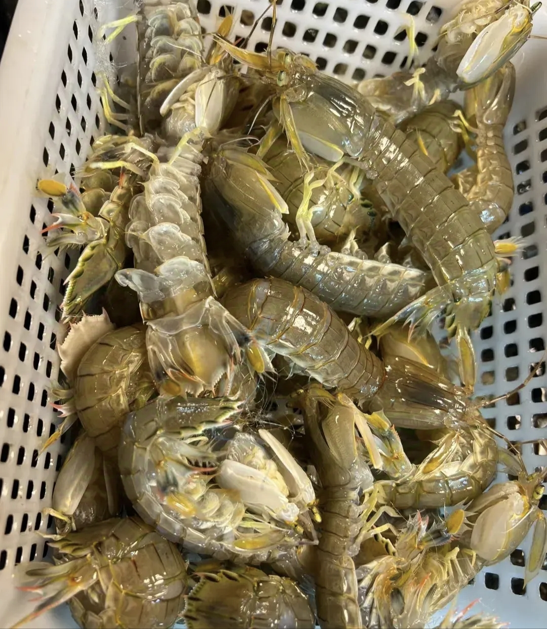 别人说你皮皮虾是什么意思