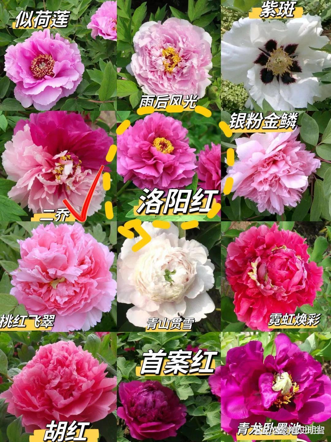 洛阳牡丹花什么时候开始开花