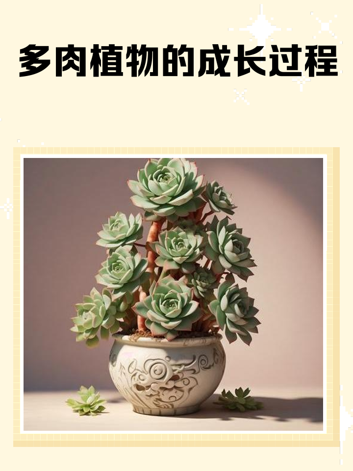 冬天种下的多肉多久发芽