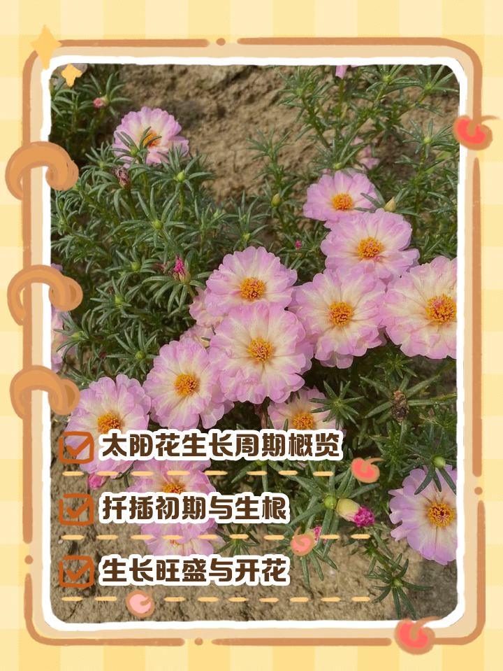 太阳花适合哪个时间种植