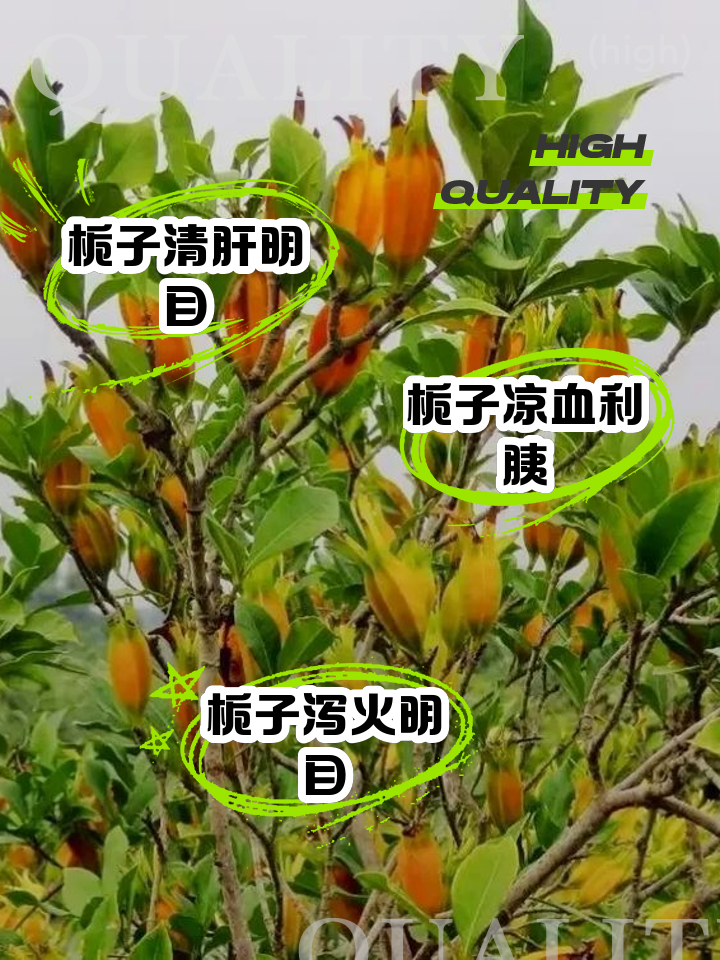 栀子花为啥不吉利能不能养在家里